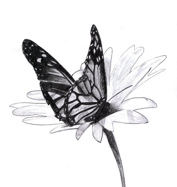 Butterfly Drawings In Pencil 10 Beautiful butterfly Drawings for Inspiration Hative