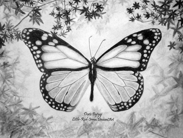 Butterfly Drawings In Pencil 10 Beautiful butterfly Drawings for Inspiration Hative