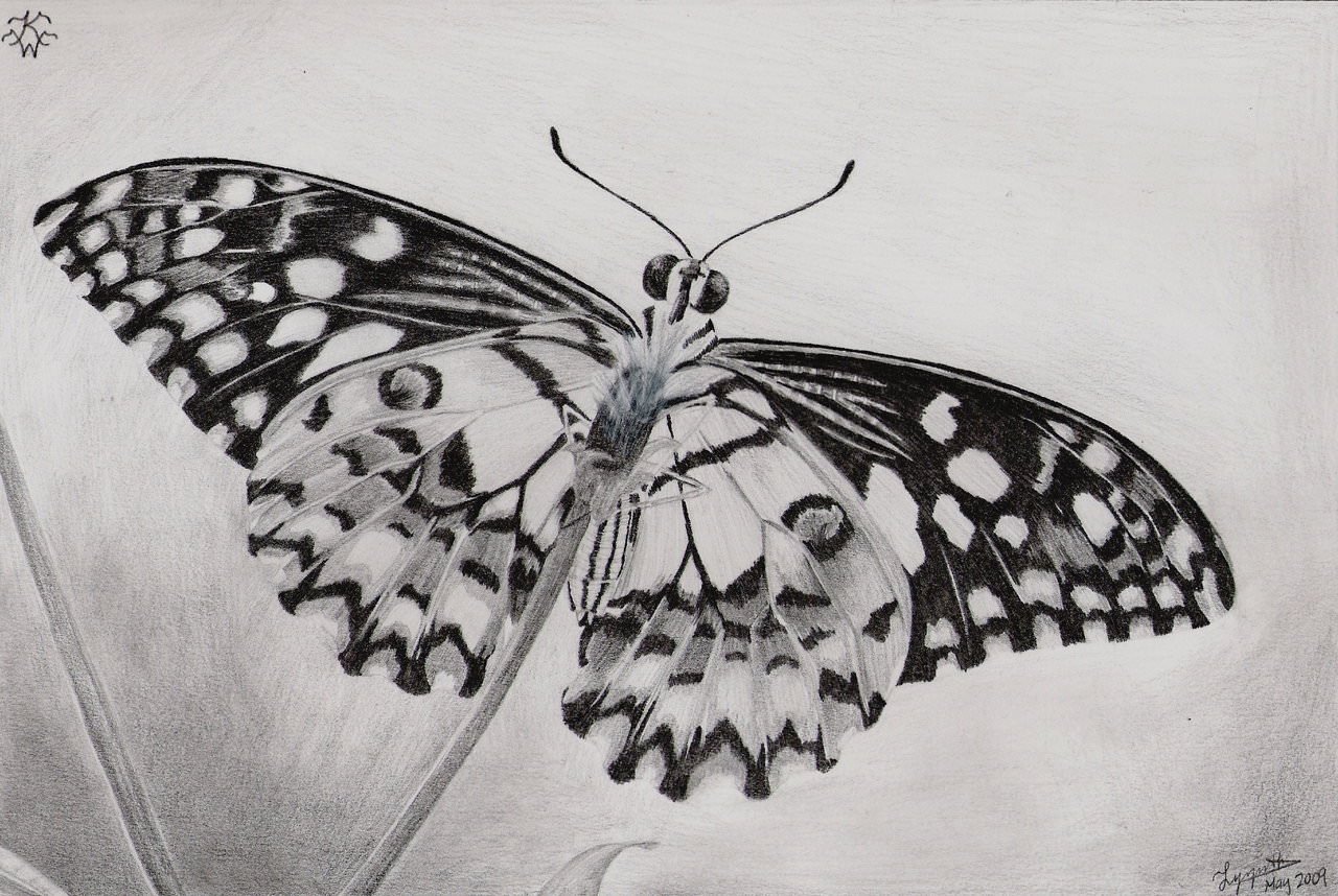 Butterfly Drawings In Pencil 13 butterfly Drawings Jpg Download