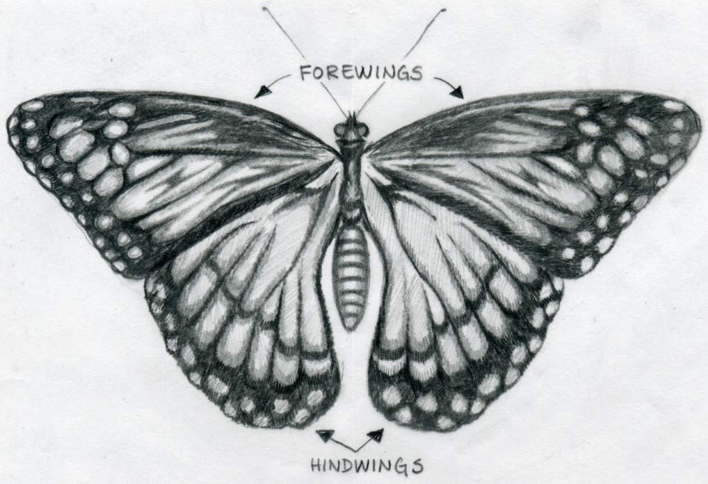 Butterfly Drawings In Pencil butterfly Drawing 3d Drawing