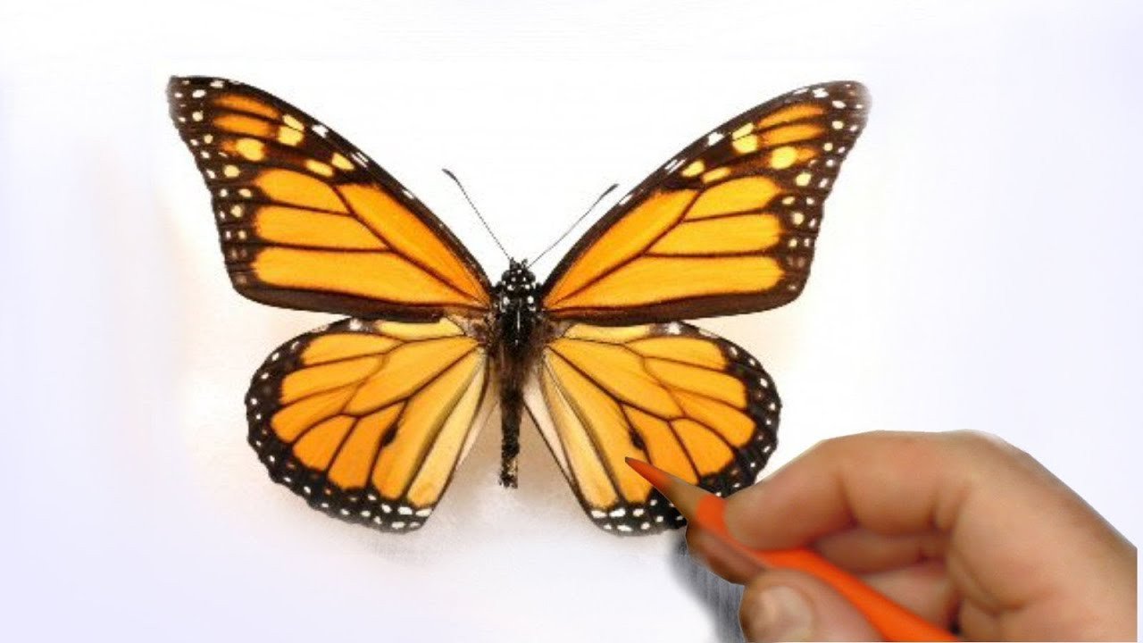 Butterfly Drawings In Pencil How to Illustrate A Realistic butterfly that Will Flutter