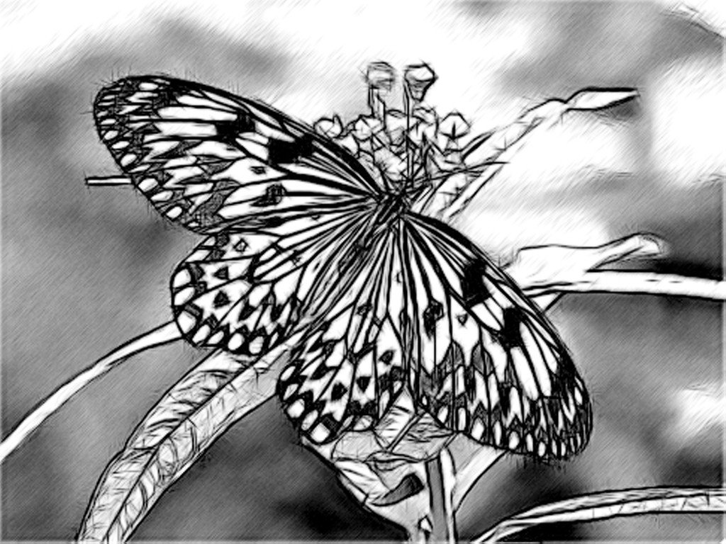 Butterfly Drawings In Pencil Line Drawing Pencil and Charcoal Art Galleries butterfly