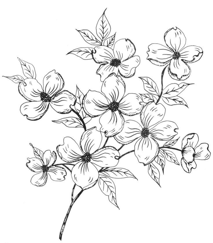 Dogwood Flower Outline Best 25 Dogwood Flowers Ideas On Pinterest