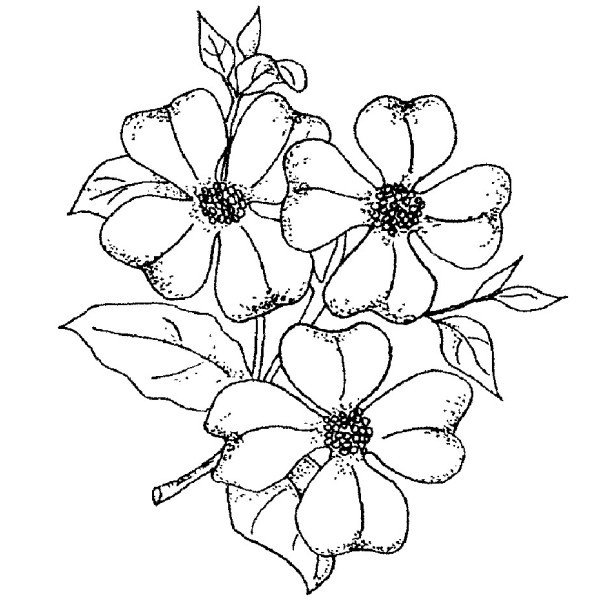 Dogwood Flower Outline Dogwood Blossom Drawing at Getdrawings
