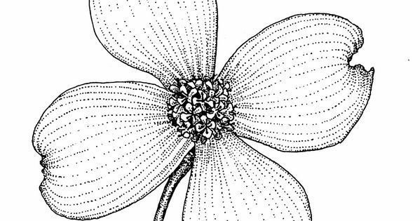 Dogwood Flower Outline Dogwood Outline