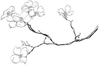 Dogwood Flower Outline Dogwood Tattoo Crave Pinterest