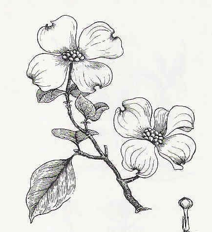 Dogwood Flower Outline Drawn Branch Dogwood Pencil and In Color Drawn Branch