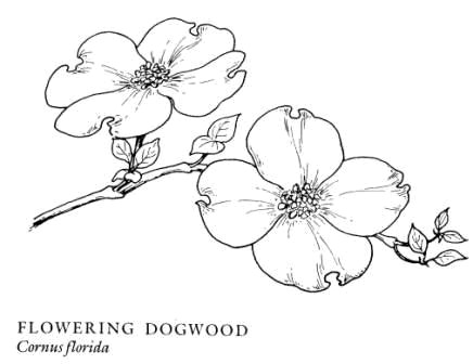 Dogwood Flower Outline Drawn Elower Dogwood Pencil and In Color Drawn Elower