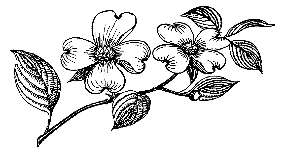 Dogwood Flower Outline Drawn Flower Dogwood Pencil and In Color Drawn Flower