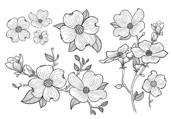 Dogwood Flower Outline Hand Drawn Dogwood Flowers Download Free Vector Art