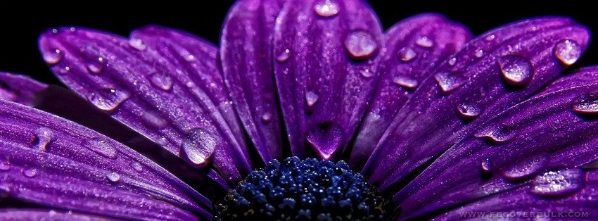 Facebook Cover Photos Flowers Flower for Beautiful Flowers
