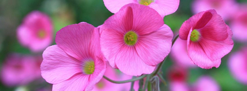 Facebook Cover Photos Flowers Free Flower Covers for Timeline Cute Flower