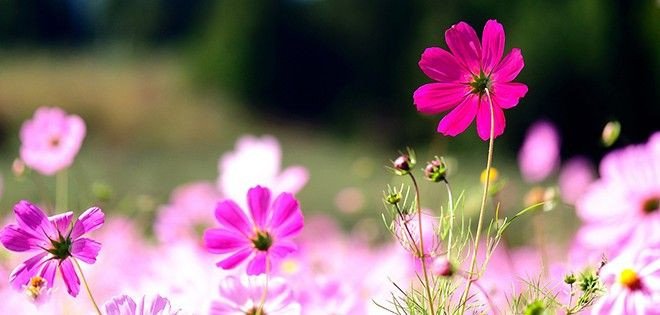 Facebook Cover Photos Flowers Get High Quality Fb Covers Flowers