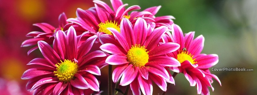 Facebook Cover Photos Flowers Pink Yellow Flowers White Edge Cover Nature