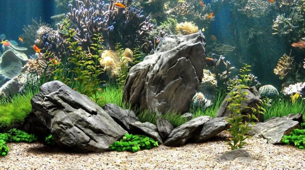 Fish Tank Background Printable 50 Best Aquarium Backgrounds