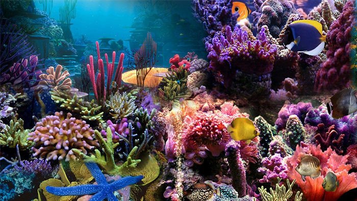 Fish Tank Background Printable 50 Best Aquarium Backgrounds