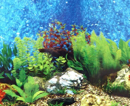 Fish Tank Background Printable Aquarium Backgrounds to Print Free Printable Background