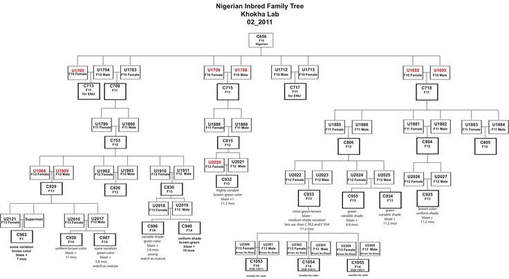 Google Family Tree Template Genetic Family Tree Template Google Search