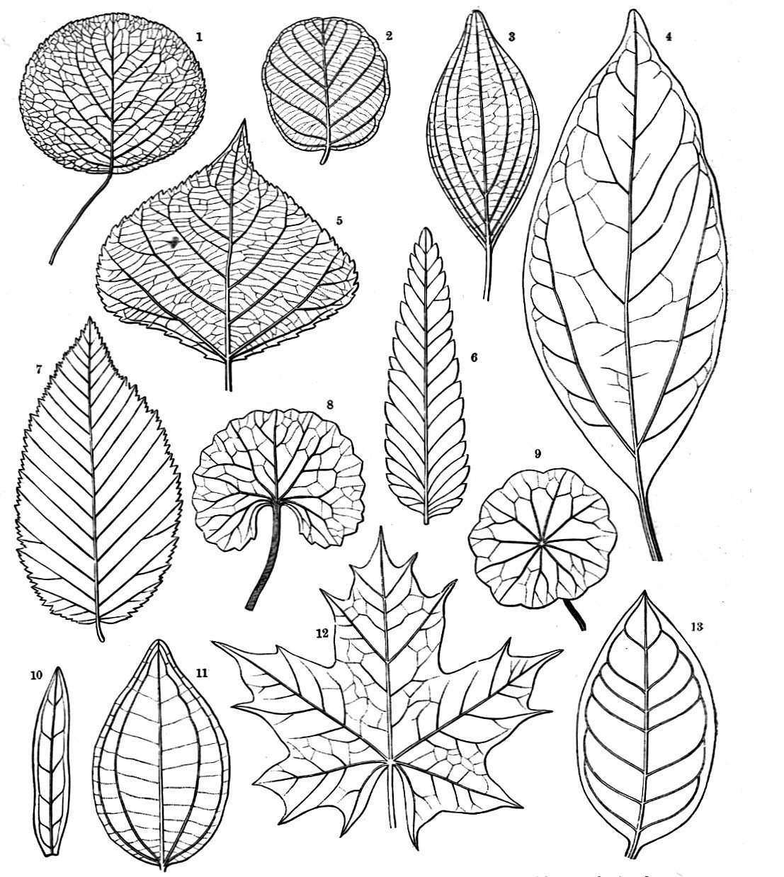 Leaf Template with Lines Botany Professor How the Grass Leaf Got Its Stripes