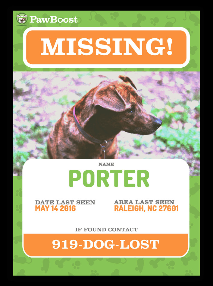 Lost Dog Flyer Template Find Your Lost Pet