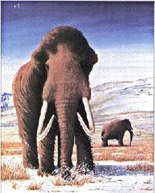 Mammoth P Free Sample 1000 Images About Mammoths On Pinterest