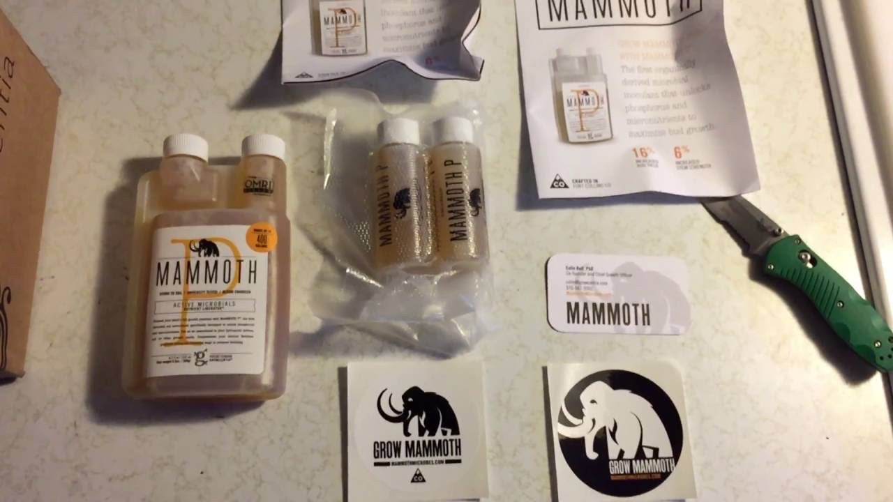 Mammoth P Free Sample Mammoth P T Sample Stoked