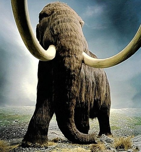 Mammoth P Free Sample Woolly Mammoths Could Roam Earth Again Thanks to Dna In