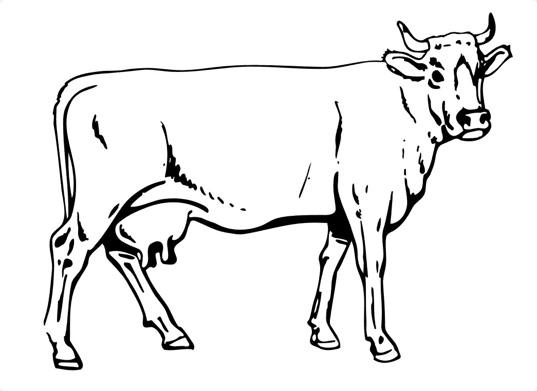 Outline Of A Cow Cow for Kids Clipart Library Clip Art Library