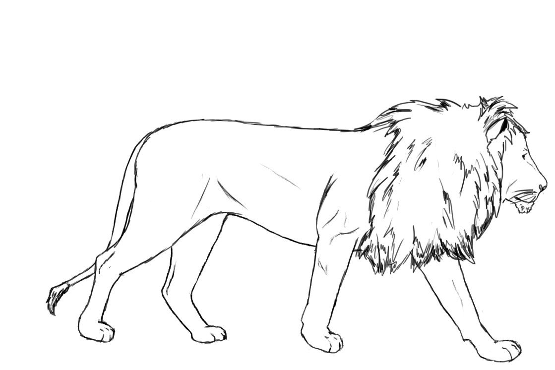 Outline Of A Lion Lion Outline Drawing at Getdrawings