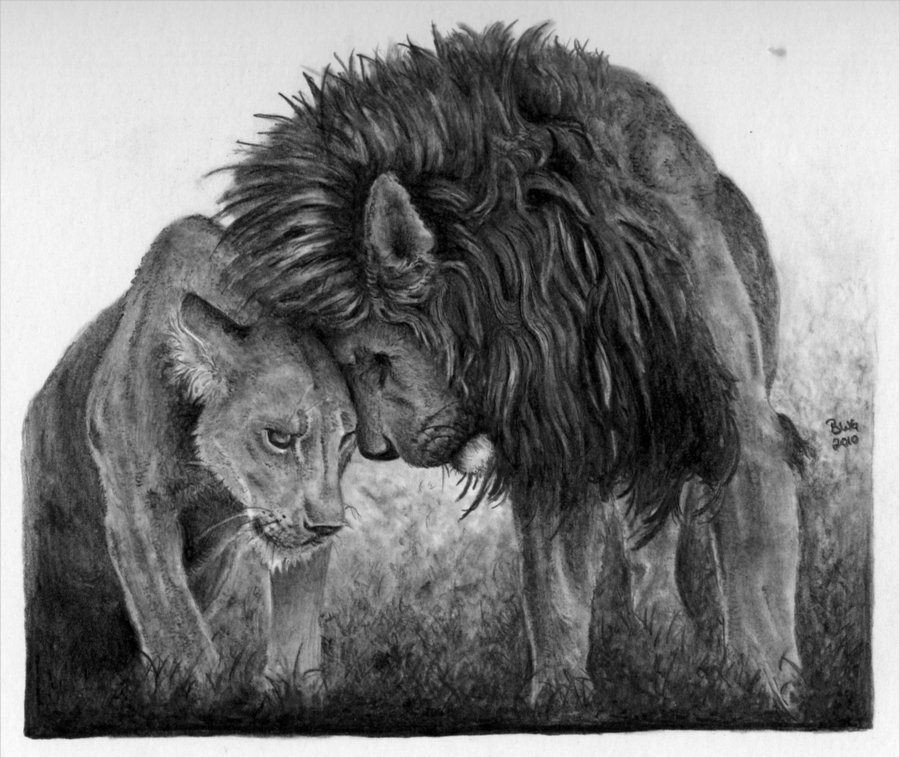 Pencil Drawings Of Love 17 Lion Drawings Pencil Drawings Sketches